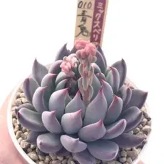 2026年最新】おらいさん苗 ミックスベリア 青鬼の人気アイテム - メルカリ