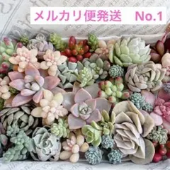 多肉植物　カット苗寄せ植えセットNo.1