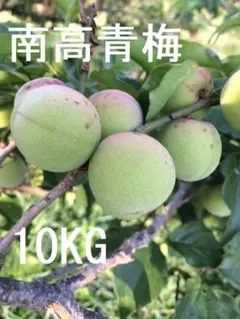 和歌山県みなべ町 南高梅 当日収穫分3L4L混合サイズ5kg - メルカリ