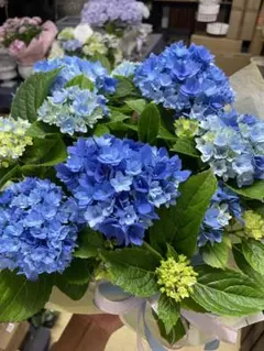 ☆ハイドランジア☆アジサイ☆寿 ブルー☆5号鉢☆希少☆ラスト - メルカリ