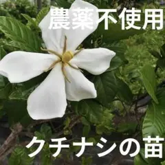 치자 모종, 치자 모종, 흰 꽃 ⑦