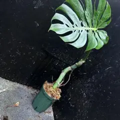 2026年最新】モンステラ マクロコズムの人気アイテム - メルカリ