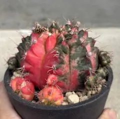 やや大きめ ギムノカリキウム ミハノビッチ 緋牡丹錦 抜き苗のサムネイル