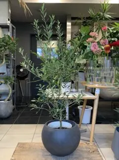 オリーブの木 エルグレコ ファイバーセメント鉢 植え込み発送 - メルカリ