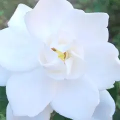 ♦️即購入可♦️八重 クチナシ 　抜き苗 ＊D＊常緑のサムネイル