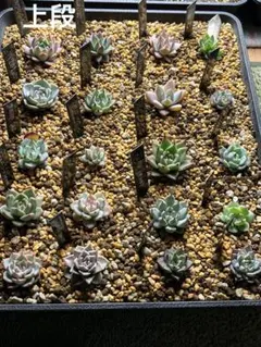 m*o様 エケベリア【おらいさん、PALK、優木園、オリジナル】の栄養繁殖苗、実