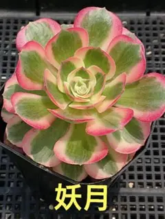 大人気 多肉植物 アエオニウム 海王錦 超美苗 レア種 - メルカリ