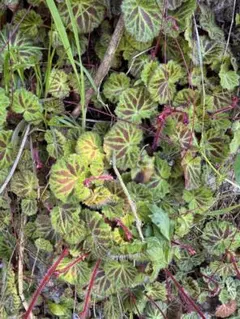 ♡お値引き☆ユキノシタ 雪の下 苔玉用 サイズ希望お聞きします 5株 
