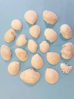 いろいろ貝殻セット