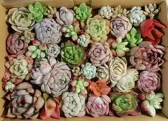 439　多肉植物カット苗セット　寄せ植えに♪