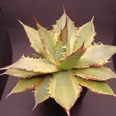 スナグルトゥース②☆暴牙☆カクタスグリーン産☆CACTUS GREEN産
