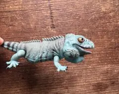 2026年最新】イグアナの人気アイテム - メルカリ