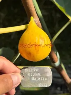 2026年最新】イチヂク穂木の人気アイテム - メルカリ