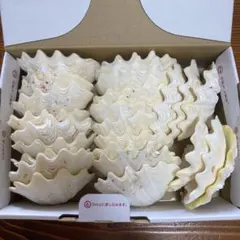 【沖縄県産】夏休みの工作に！まとめ売り　貝殻　シャコガイの殻（片面）　26個
