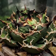 2025年最新】アガベの人気アイテム - メルカリ