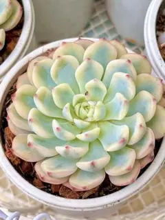 hikaru様 リクエスト 3点 まとめ商品