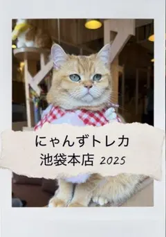 猫カフェmocha にゃんずトレカ どきどきバレンタイン 羽生店 - メルカリ