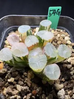 106h 多肉植物 ハオルチア オーロラ錦白糊斑 自家繁殖 鉢植え発送