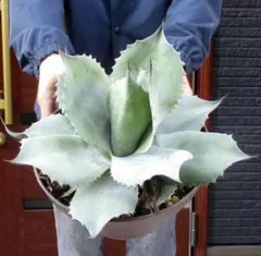 2025年最新】アガベ オバティフォリアの人気アイテム - メルカリ