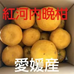愛媛産紅河内晩柑木なり完熟3L4Lサイズ8キロ減農薬栽培送料込みのサムネイル