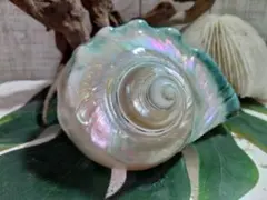 2026年最新】夜光貝の人気アイテム - メルカリ