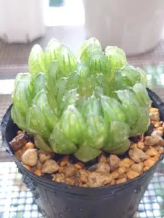 翠雲錦 親株 超美株 ハオルチア 観葉植物 D18 - メルカリ