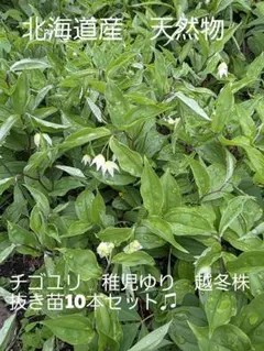 チゴユリ　稚児ゆり　抜き苗10本セット　山野草　天然物♫　北海道産　ネコポス発送のサムネイル