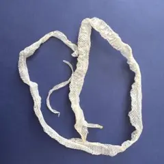 縁起物　白蛇の抜け殻のサムネイル