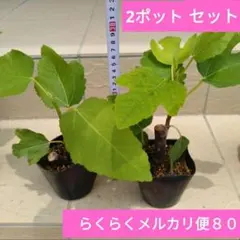 いちぢく　挿し木苗(蓬莱柿)　2ポットセット らくらくメルカリ便のサムネイル