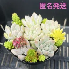 SALE❗️.:* ꕤ カット苗ꕤ*.゜多肉植物 ꕤ 韓国苗 ꕤ T65 ꕤ 在庫SALE カット苗 ꕤ 多肉植物 ꕤ 韓国苗 ꕤ№017 - メルカリ