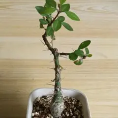A786 貴重植物 フォークイエリア ファシクラータ 厳選 実生株のサムネイル