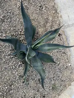 2025年最新】ファンキートゥースの人気アイテム - メルカリ