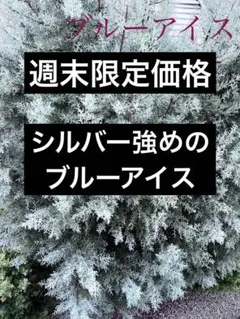 【週末限定価格】大特価！！ブルーアイスコニファー　リース