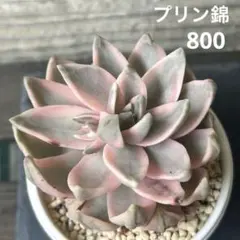 ❣️花火❣️現品 エケベリア 寄せ植え 多肉弁当 多肉植物 | Mercari