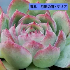 HIRO様 リクエスト 4点 まとめ商品