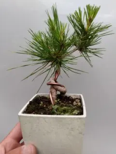 赤松のサムネイル