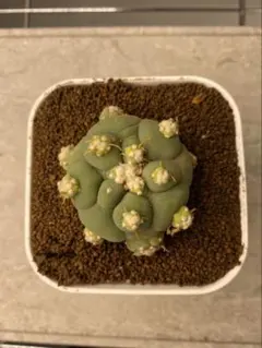 2026年最新】ロホホラの人気アイテム - メルカリ