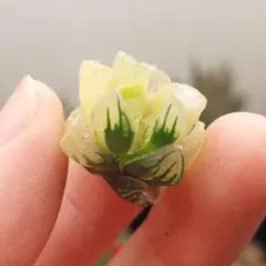 【特価】ハオルチア　オブツーサ錦　水中月錦　極上斑