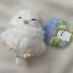 メンフクロウのめめたん　ゆめたん