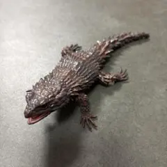 アルマジロトカゲ カプセルトイ