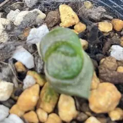 2025年最新】ハオルチア 蛙玉の人気アイテム - メルカリ