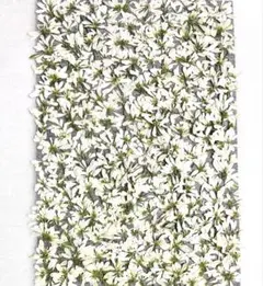 押し花素材、ユーホルビアダイヤモンドスノー。