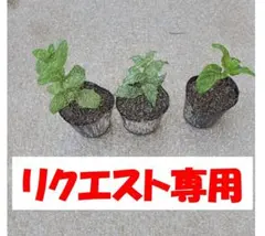 しまりん様専用5株セットのサムネイル