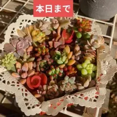 ❤️多肉植物❤️カット苗詰め合わせ　多肉弁当　寄せ植えセット　つぶつぶ