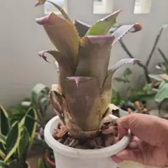 AKEBONO様 リクエスト 3点 まとめ商品