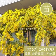 【アカシア(ミモザ）】スペクタビリス 苗木 約70cm