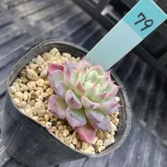 No.79 多肉植物 抜き苗 BlueSpine x沙羅姫牡丹　錦玉園札無しのサムネイル
