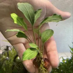 2026年最新】bucephalandra sp blueの人気アイテム - メルカリ