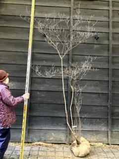 2026年最新】山採り ツツジの人気アイテム - メルカリ