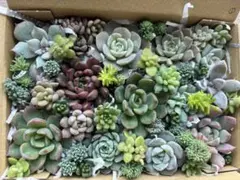 多肉植物　寄せ植えセット　カット苗①